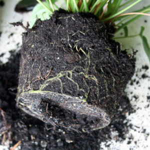 Сгнили корни у кактуса: как спасти и укоренить растение